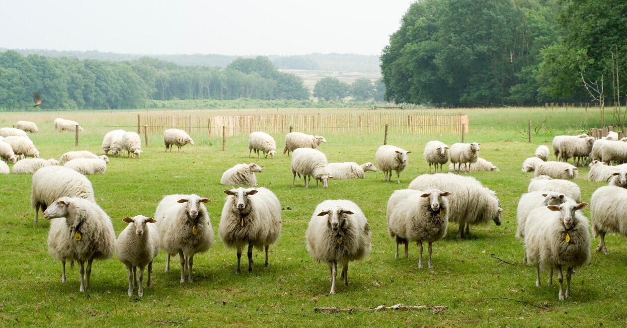 ¿Cómo enfrentarse al efecto rebaño al invertir en bolsa? – WK Financial ...